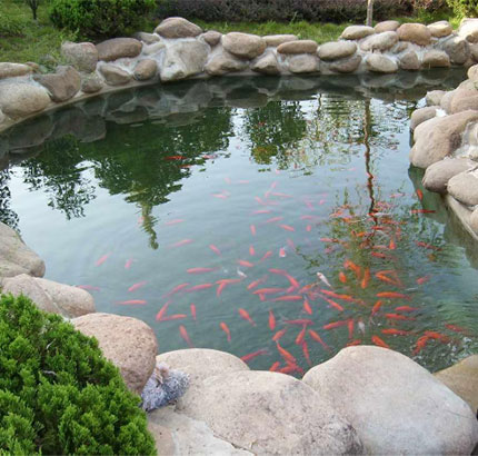 景觀錦鯉魚池